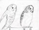 Budgie Coloring Pages Drawing Parakeet Getdrawings sketch template