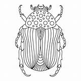 Beetle Linear Barbel Vecteezy sketch template