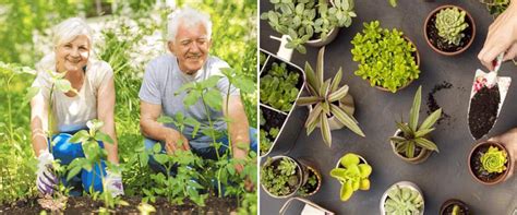 Jardinería Una Actividad Con Muchos Beneficios Para Adultos Mayores