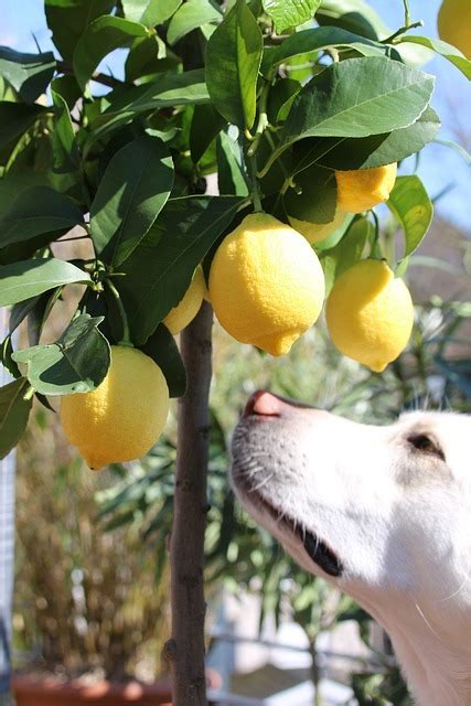 grow  lemon tree   cutting   tips  growing