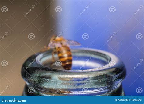 sluit omhoog glasflessen met bijenvlieg  het krassen van het eten honing stock foto image
