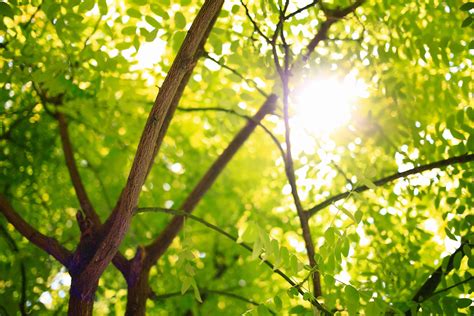 Tree Green Leafed Tree With Sunlight At Daytime Sunlight Image Free Photo