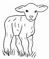 Lamb Coloring Sheep Drawing Simple Pages Easy Tattoo Baby Drawings Samanthasbell Realistic Kids Animal Clip sketch template