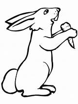 Kelinci Mewarnai Rabbits Wortel Makan Sketsa Hase Realistic Carrot Diwarnai Lucu Binatang Realisticcoloringpages Imut Coloringfolder Carrots sketch template