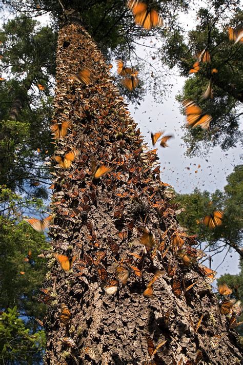 monarch butterflies overwintering photograph  ingo arndt