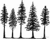 Outline Fir Forest Pines Evergreen Baum Skizzen Bosque Bäume Redbubble Tatuaje Skizze Getdrawings Kiefer sketch template