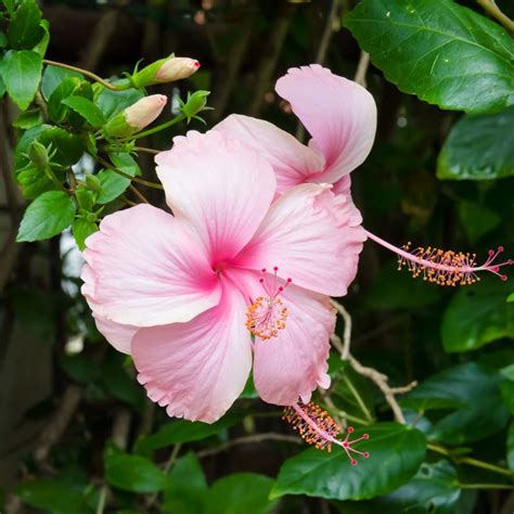 tropical plants  flowers guide rare flowers tropical landscaping