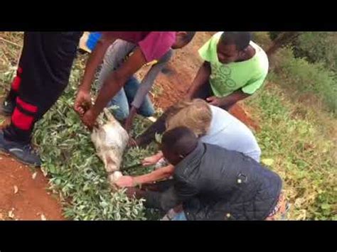 girl slaughtering goat  home plans design