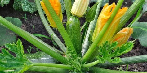 secrets  growing zucchini   grow  bumper crop