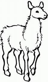 Llama Coloring Pages Kids Results Animal Printable sketch template
