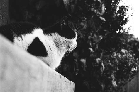 black and white cat kitten free photo on pixabay pixabay