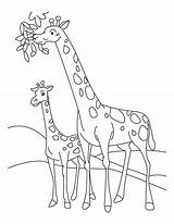 Giraffe Calf Coloring Kids Pages Book Baby sketch template