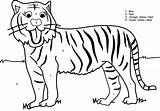 Tiger Coloring Kids Pages Number Numbers Children Color Printable Boys Drawing Preschool Girls Outline Animal Colouring Games Worksheets Clipart Flash sketch template