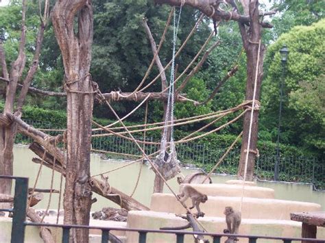 monkey enclosure picture  bioparco rome tripadvisor