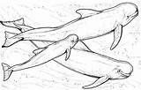 Whale Sperm Beluga Designlooter sketch template