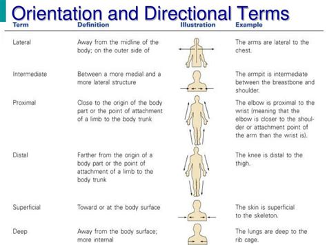 orientation  directional terms anatomy