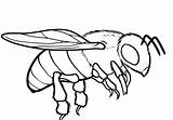 Coloring Pages Bee Drone Printable Drawing Queen Honey Kids Color Print Drawings Getdrawings Book Ideal sketch template
