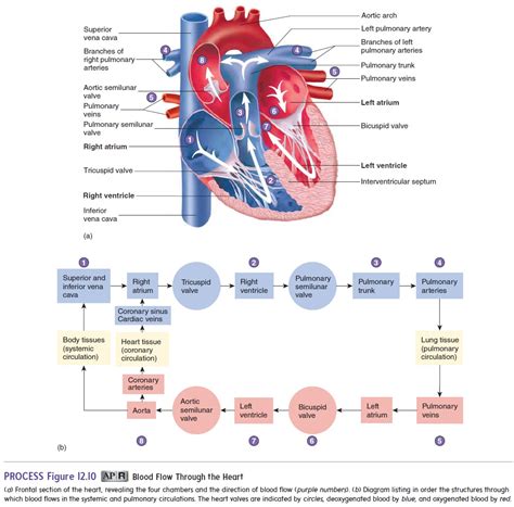 route  blood flow   heart