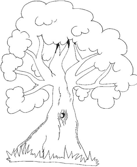 pin     coloring trees leaves tree coloring page coloring