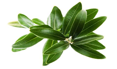greek  unani herbal olive leaf