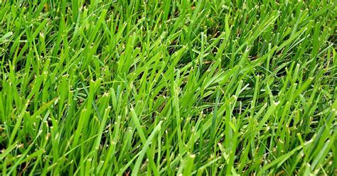 identify  lawn grass