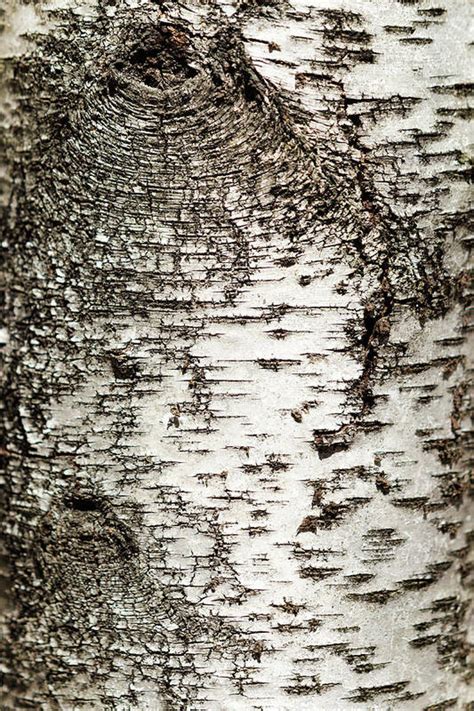 birch tree bark art print by christina rollo