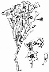 Columbine Flower Drawing Getdrawings Rocks Plants sketch template