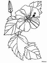 Hibiscus Coloring Pages Flower Color Flowers Nature sketch template