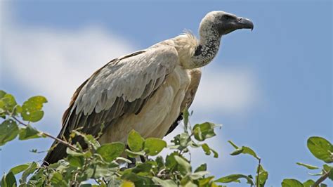 white backed vulture endangered wildlife