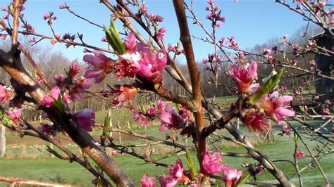 contender peach tree   heavy frost youtube