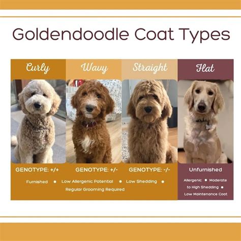 goldendoodle coat types
