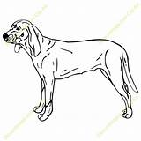 Coonhound Clipart Clipground Coon Dog sketch template