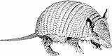 Armadillo Coloring Pages Sketch Colouring Drawing Clipart Paintingvalley Webstockreview Gif sketch template