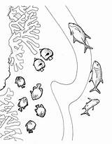 Reef Coloring Barrier Koralle Swimmers Ausmalbild Designlooter sketch template