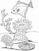 Coloring Plants Underwater Pages Ocean Drawing Adults Life Sea Drawings Getdrawings Getcolorings Printable Color Paintingvalley Popular sketch template