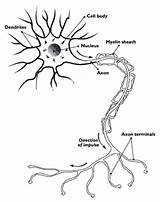 Nerve Cell Cells Human Nervous System Drawing Multiple Somatic Types Body Neuropathy Sclerosis Pressure Neuron Ms Palsy Do Myelin Alcoholic sketch template