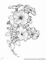 Flower Petunias Petunia Indulgy sketch template