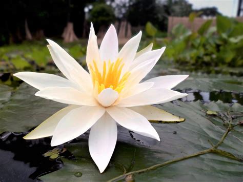 Nymphaea Pubescens White 15 Seeds Hairy Water Lily For