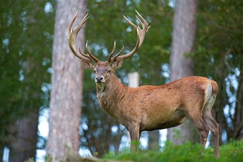 red deer wikipedia