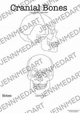 Bones Cranial Anatomy Blank sketch template