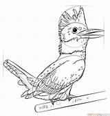 Kingfisher Belted Draw Drawing Step Coloring Tutorials Animals Roadrunner Bird Getdrawings sketch template