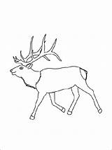 Elk Coloring Pages Template Printable Simple Choose Board Book sketch template