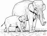 Elefanten Coloring Ausmalbild Elefante Mutter Colorare Ausdrucken Indische Disegni Africano Elephants Kostenlos Cucciolo Indiano Bambini Supercoloring sketch template