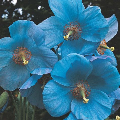 grow  himalayan blue poppy meconopsis betonicifolia