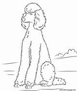 Coloring Pages Poodle Dog Dogs Poodles Printable Standard Sitting Baby Para Print Drawn Size Drawing Supercoloring Toy Clip Library Desenhos sketch template