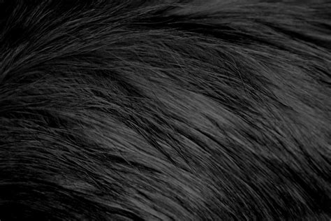 picture long haired black cat fur texture