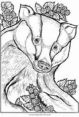 Badger Malvorlagen Waldtiere Dover Ausmalbilder Tiere Hufflepuff Ausmalen Erwachsenen Kostenlose Erwachsene Craftgossip Geschenke Freebie Kinder sketch template