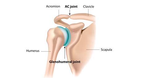 shoulder anatomy shoulder girdle  shoulder joint explained