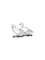 Coloring Goose Domestic Flying Geese Two sketch template