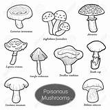 Fungi Drawing Coloring Getdrawings Mushrooms sketch template